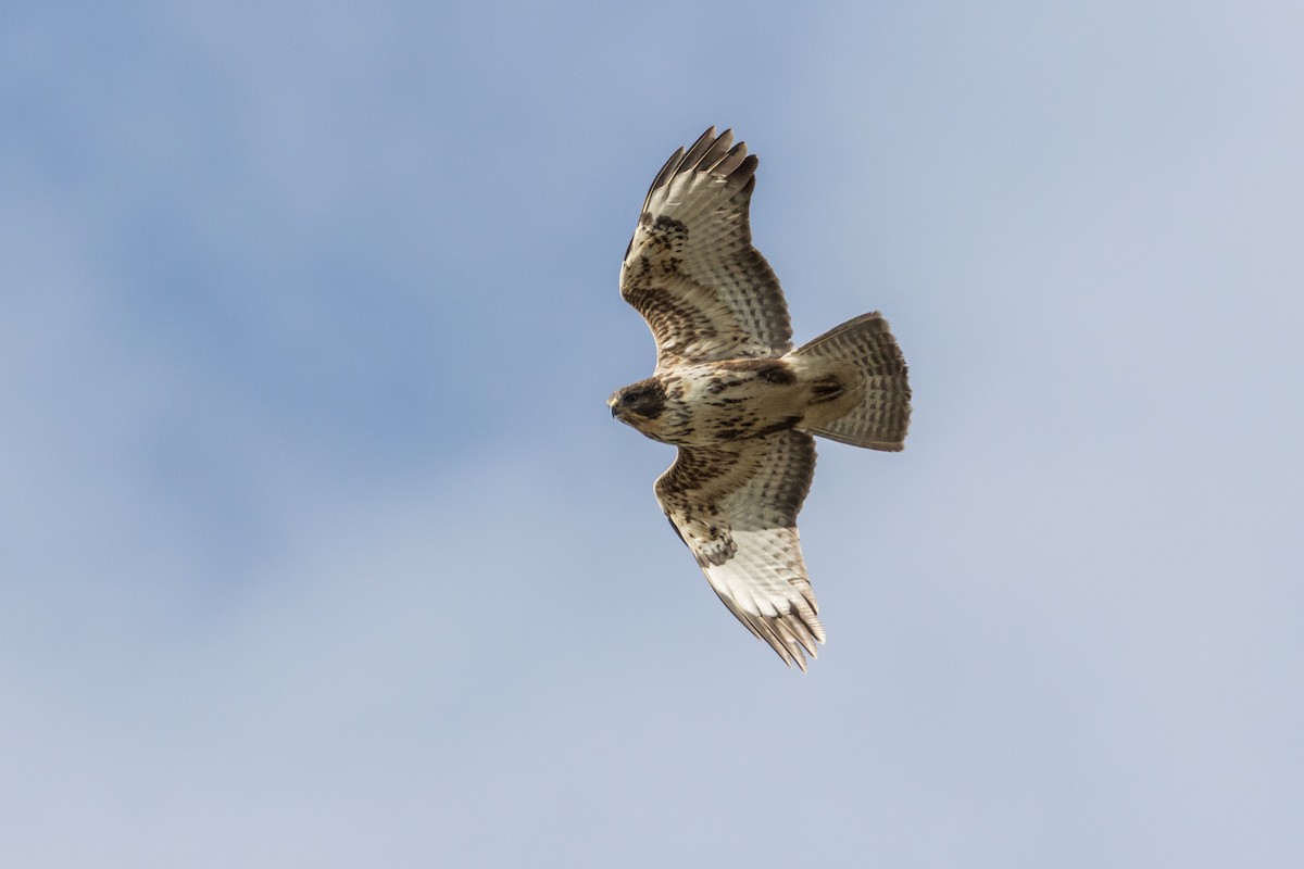 Common Buzzard - ML610836993