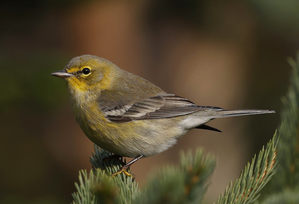 Pine Warbler - ML610837023