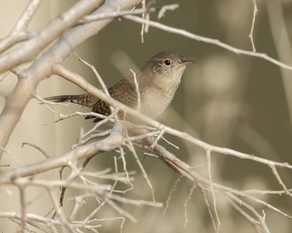 House Wren - ML610837109