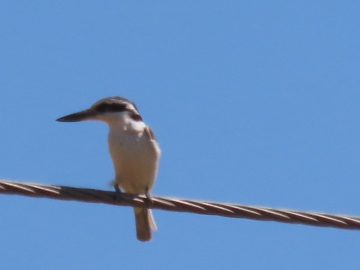 Red-backed Kingfisher - ML610837116