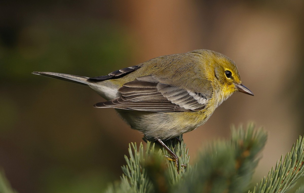 Pine Warbler - ML610837139