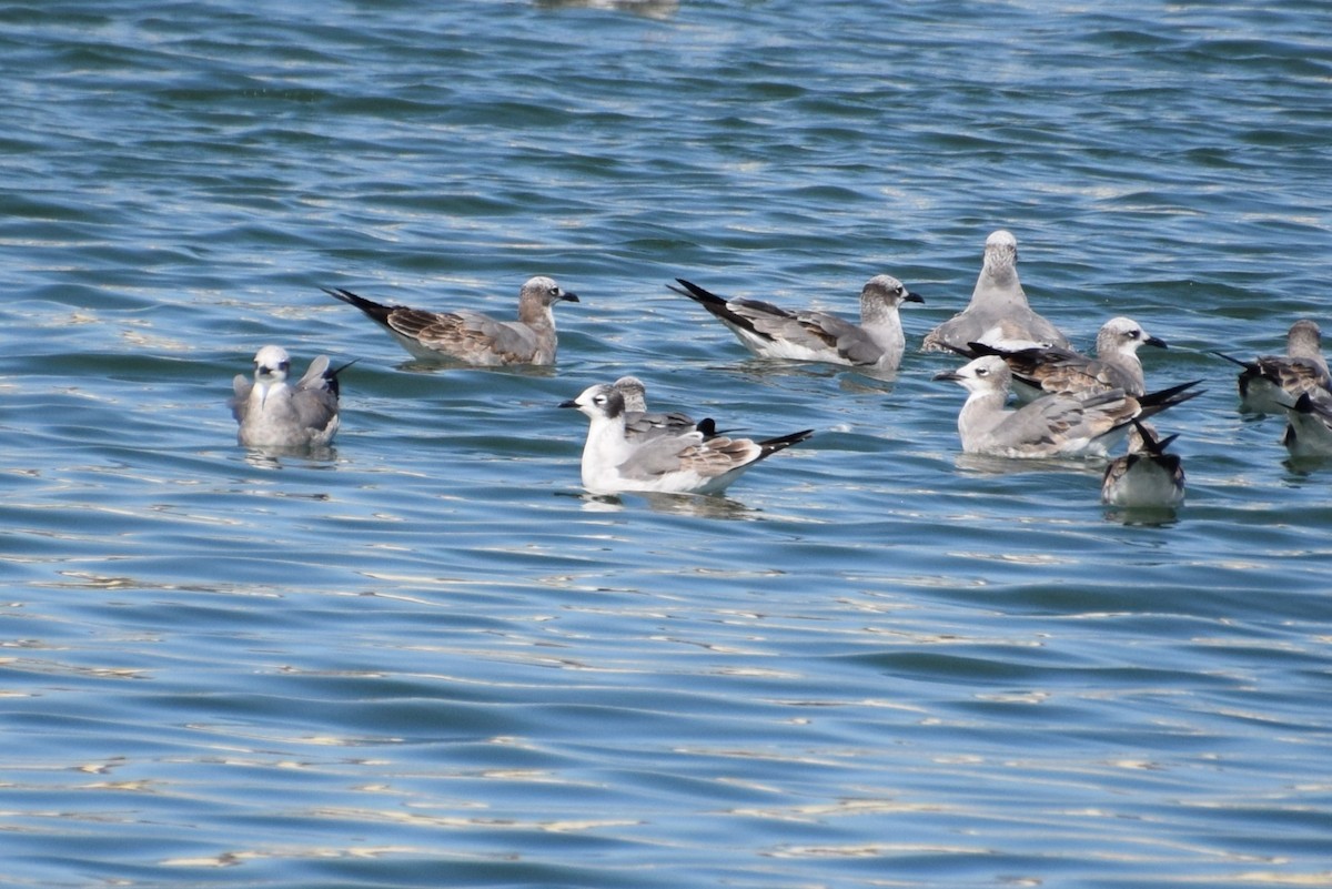 Mouette de Franklin - ML610837159