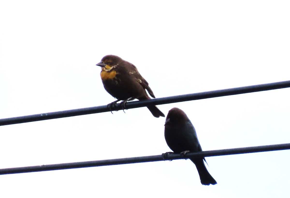 Yellow-headed Blackbird - ML610837174