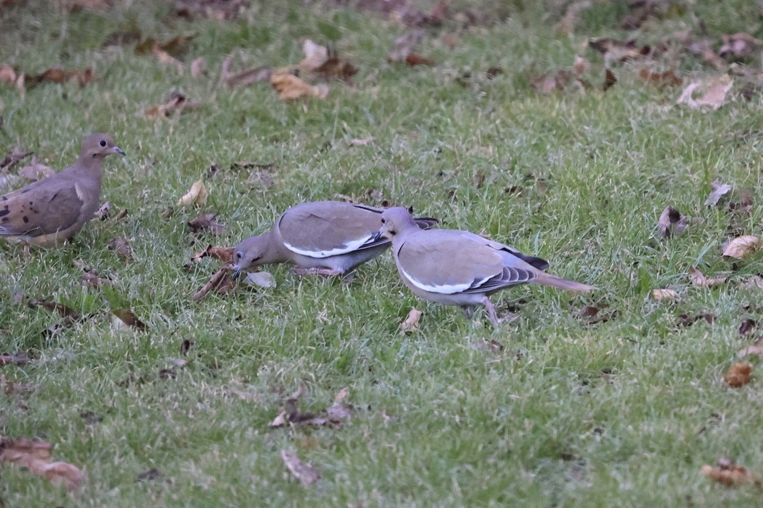 White-winged Dove - sandy berger