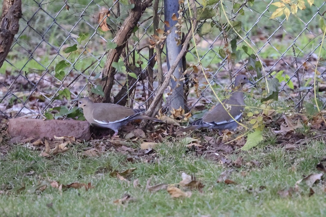 White-winged Dove - sandy berger