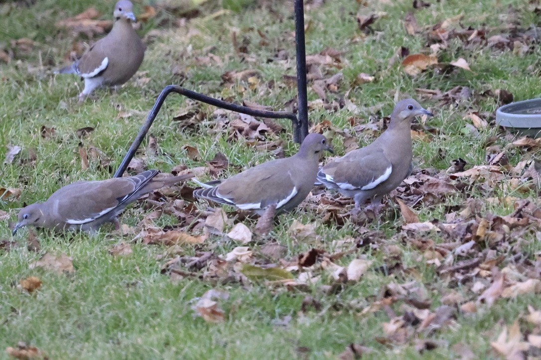 White-winged Dove - ML610837193