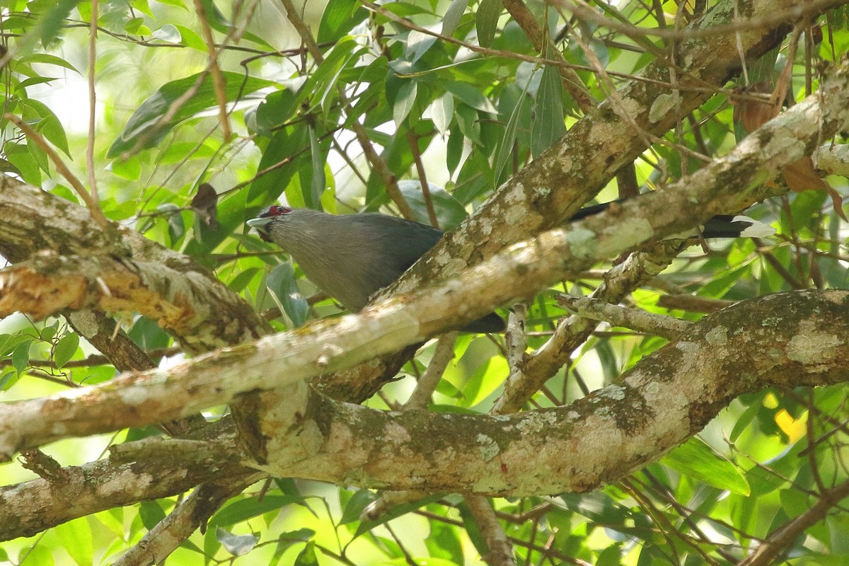 Black-bellied Malkoha - ML610837237