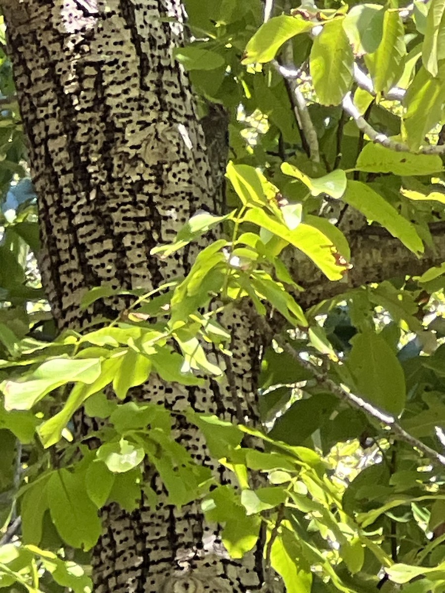 Yellow-bellied Sapsucker - ML610837247