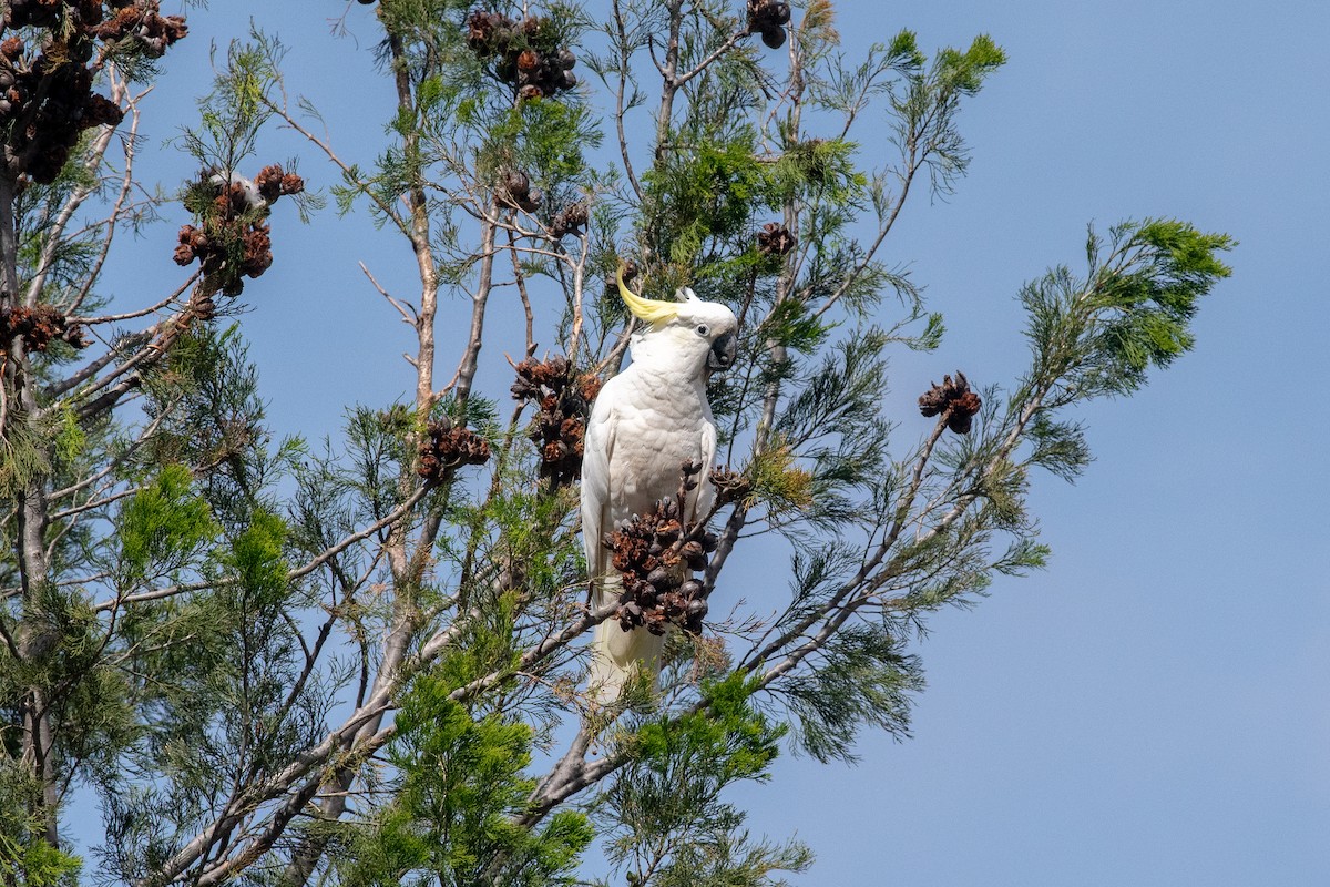 Cacatoès à huppe jaune - ML610837314