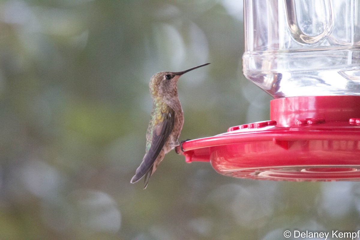 Anna's Hummingbird - ML610837347