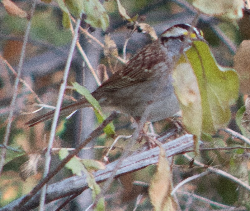 White-throated Sparrow - G Stacks