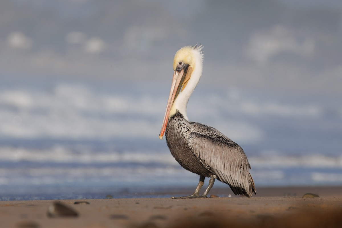 Brown Pelican - John Callender