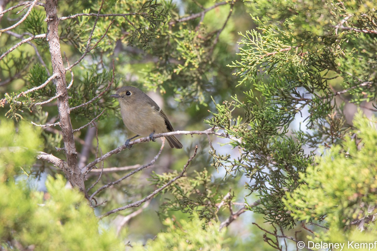 Hutton's Vireo - ML610837376