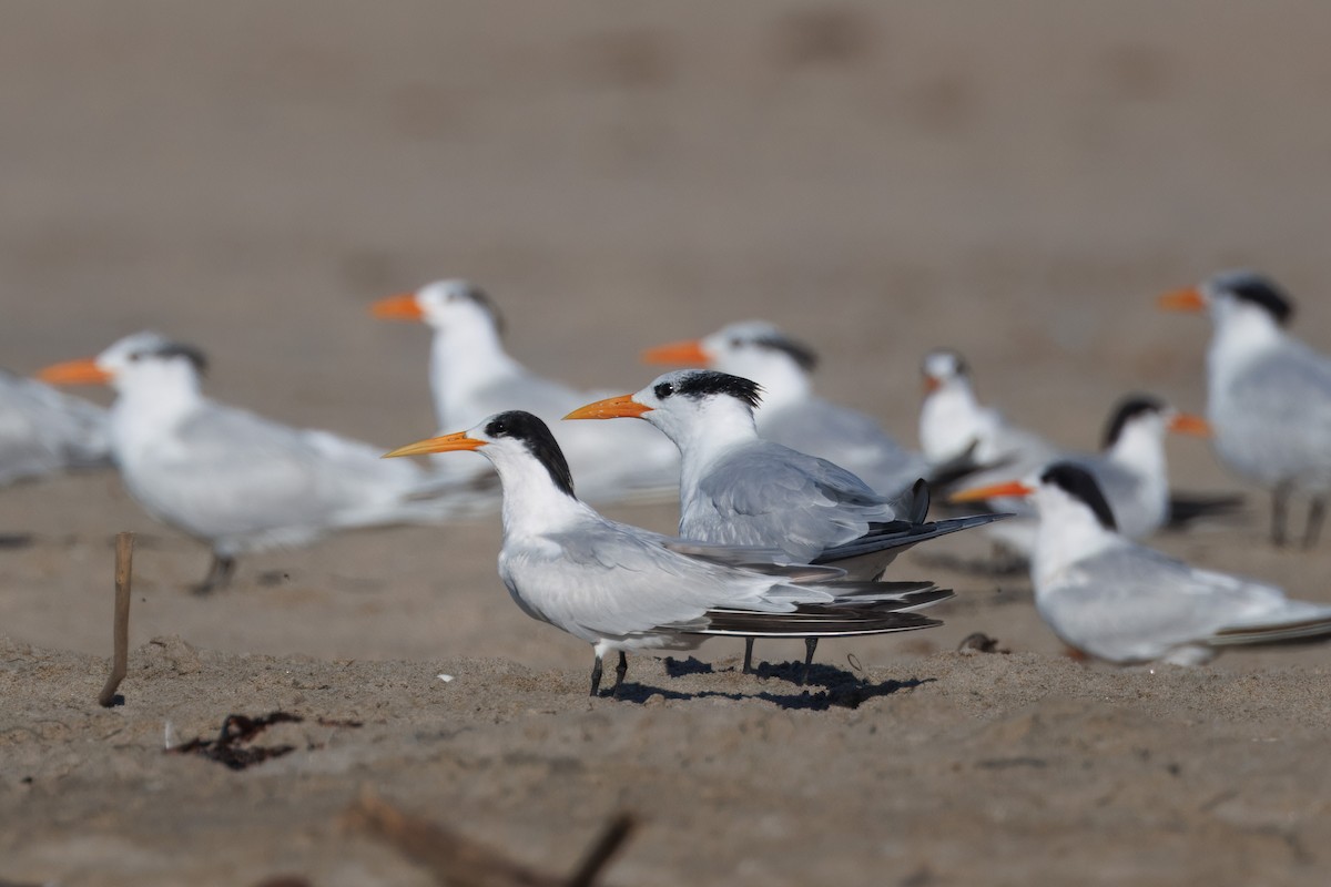 Elegant Tern - ML610837394