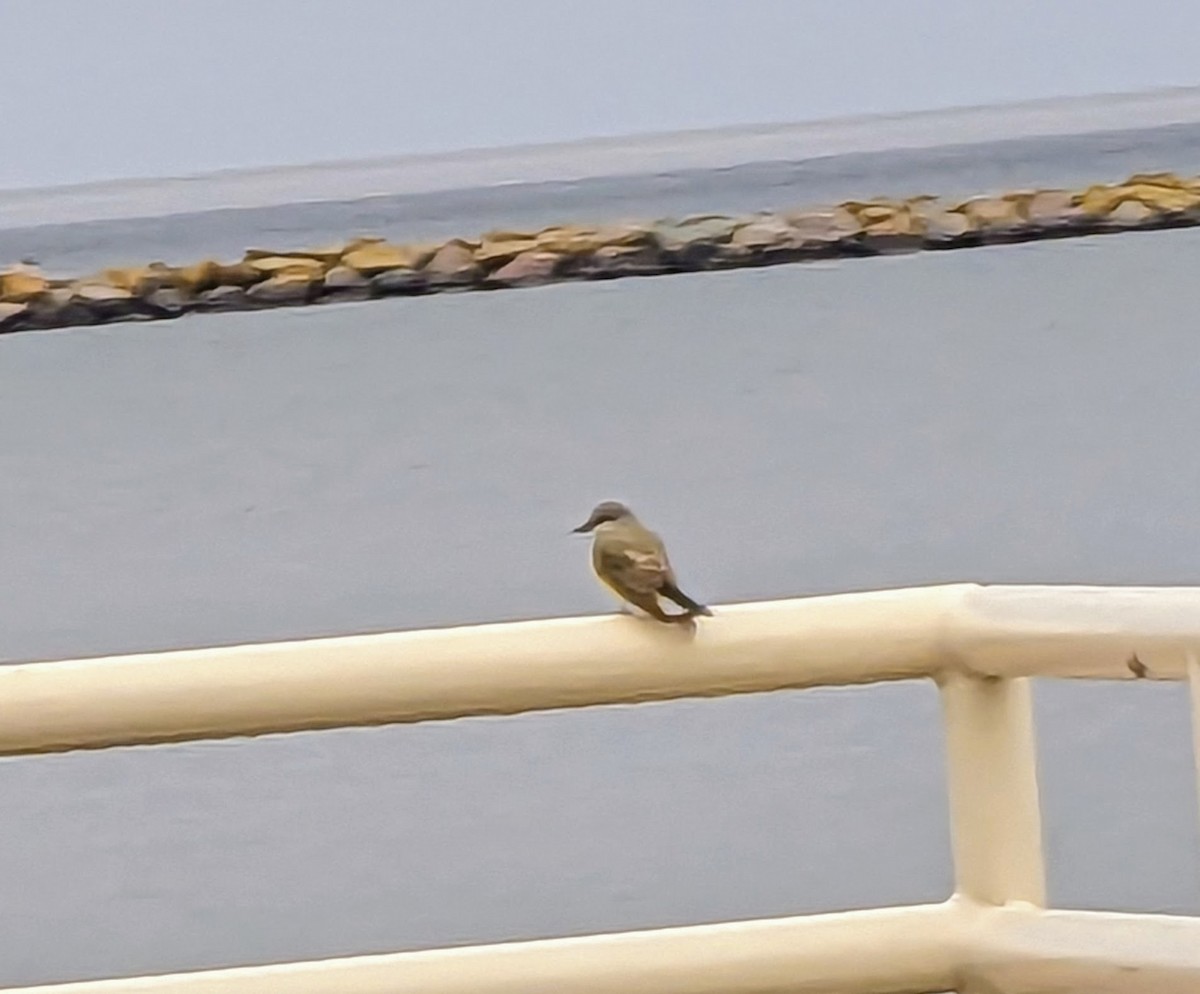 Western Kingbird - Ann&Bill Fisher