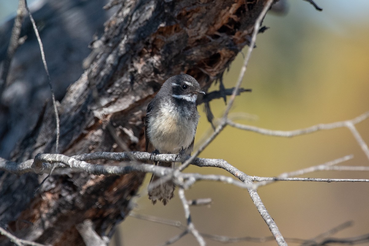 Gray Fantail - ML610837467