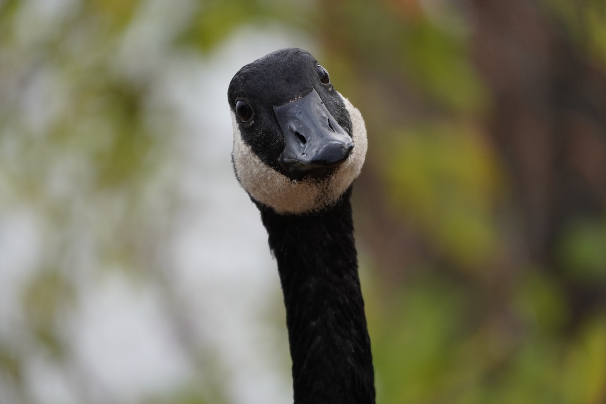 Canada Goose - ML610837471