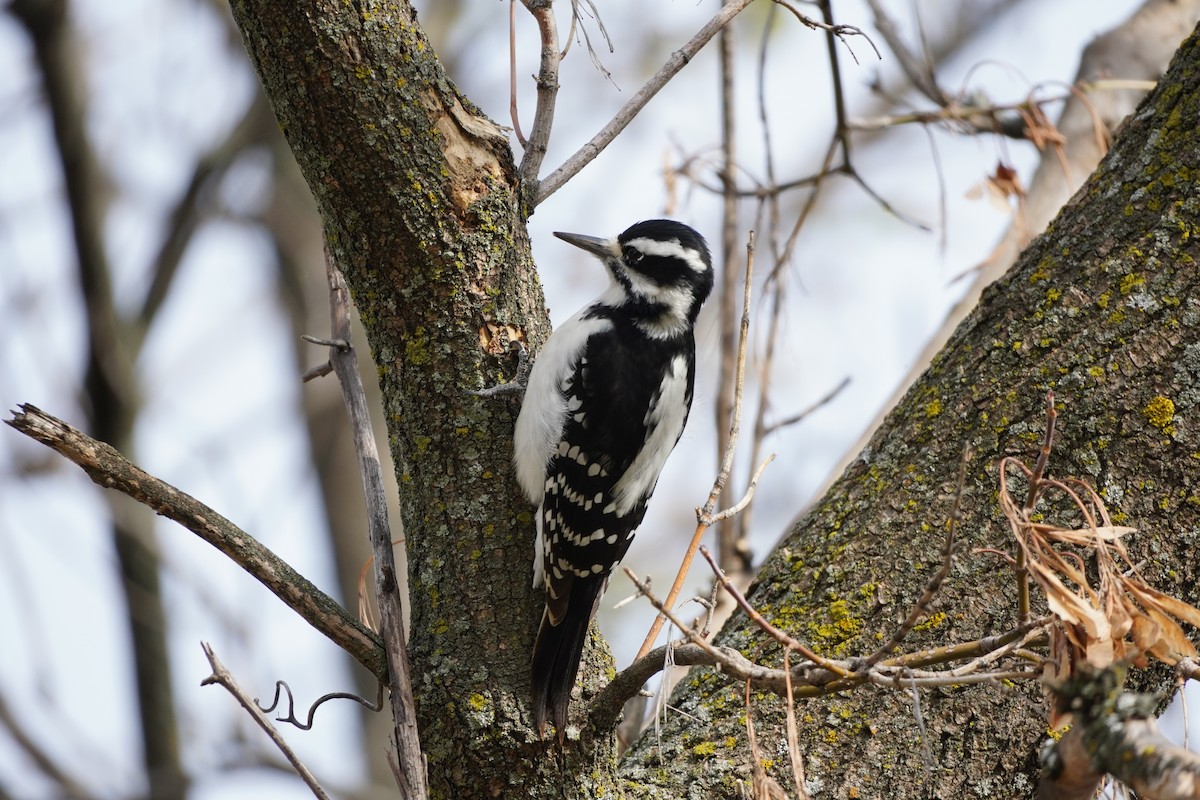 Hairy Woodpecker - ML610837476