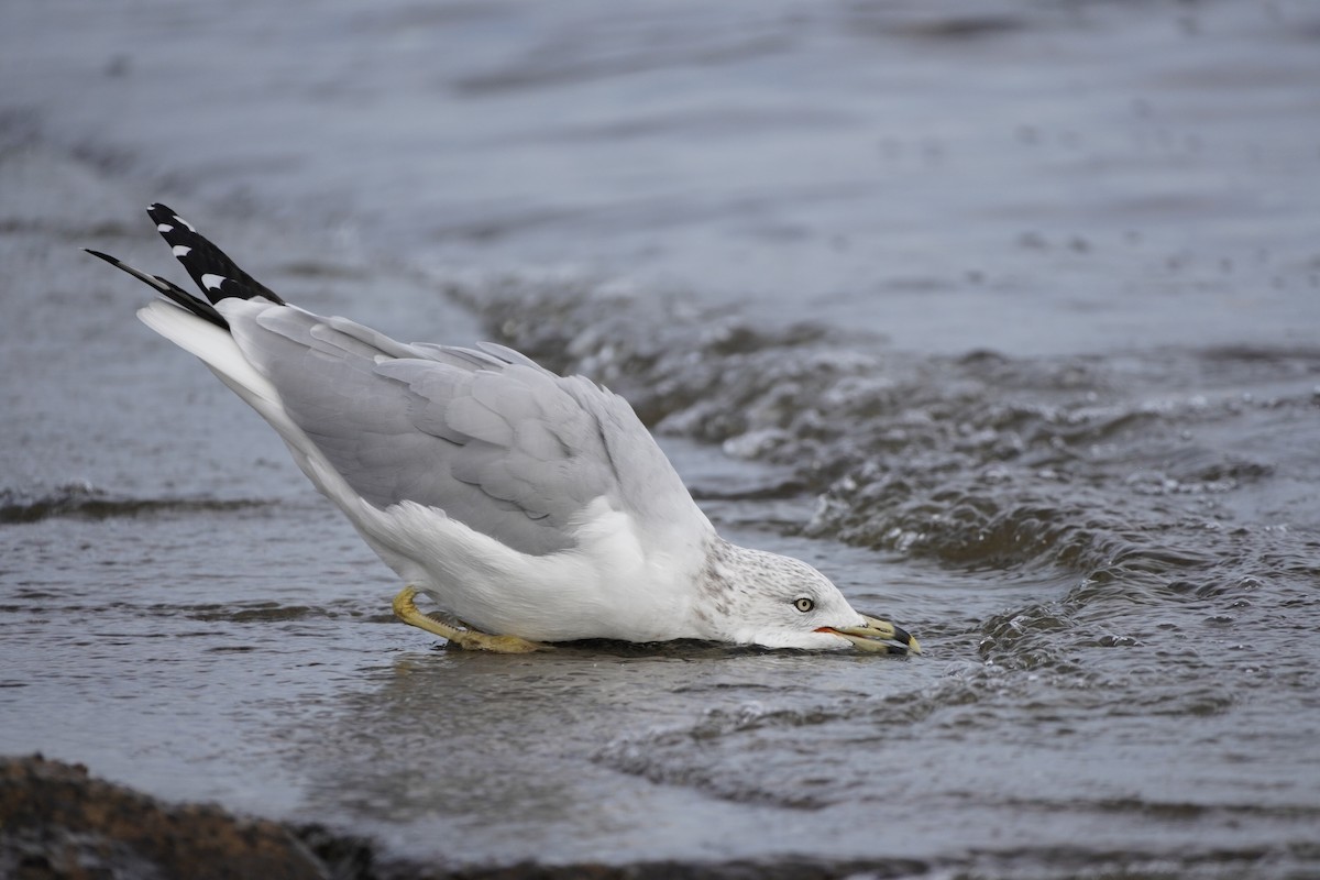 Ring-billed Gull - ML610837486