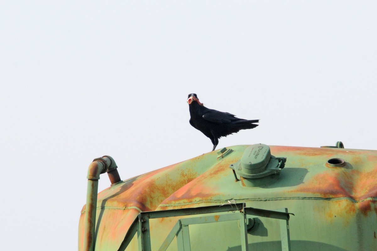 Common Raven - ML610837611