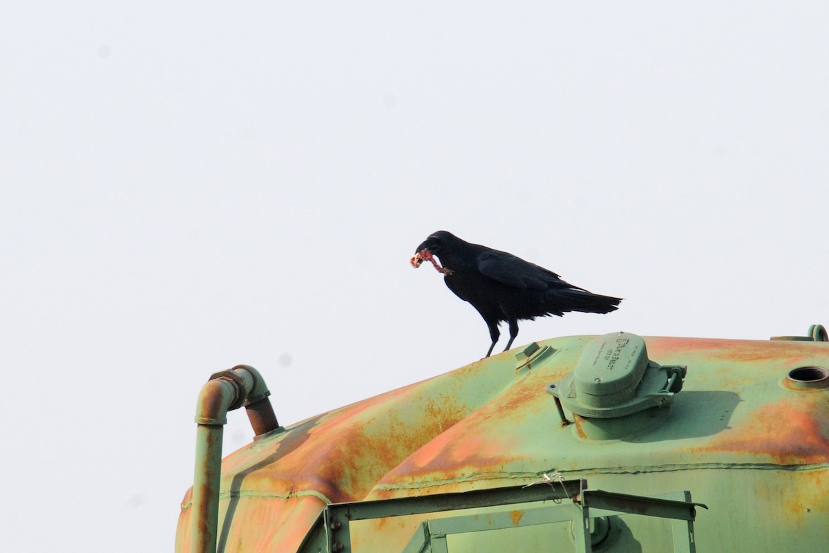 Common Raven - ML610837622