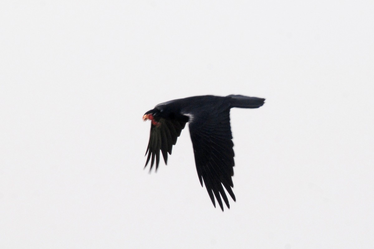 Common Raven - ML610837638