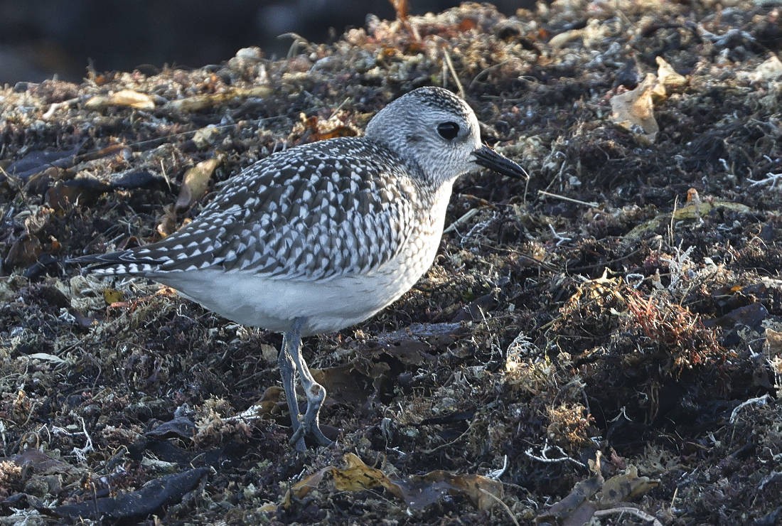 Black-bellied Plover - ML610837675