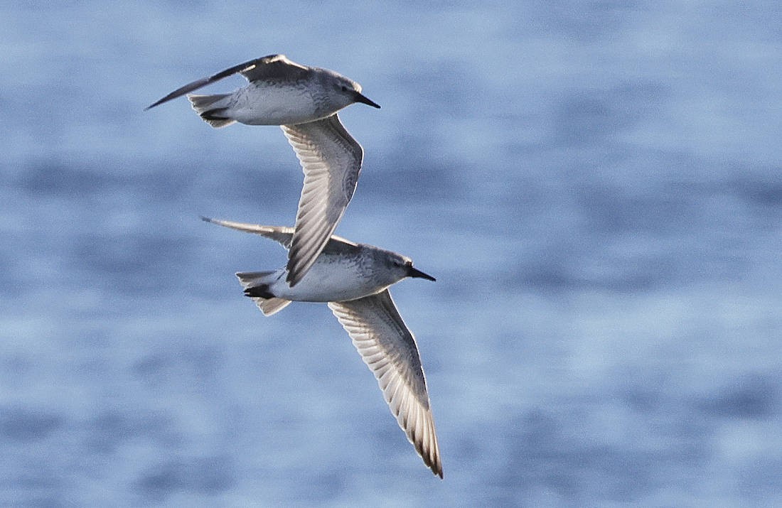 Red Knot - Mark Dennis