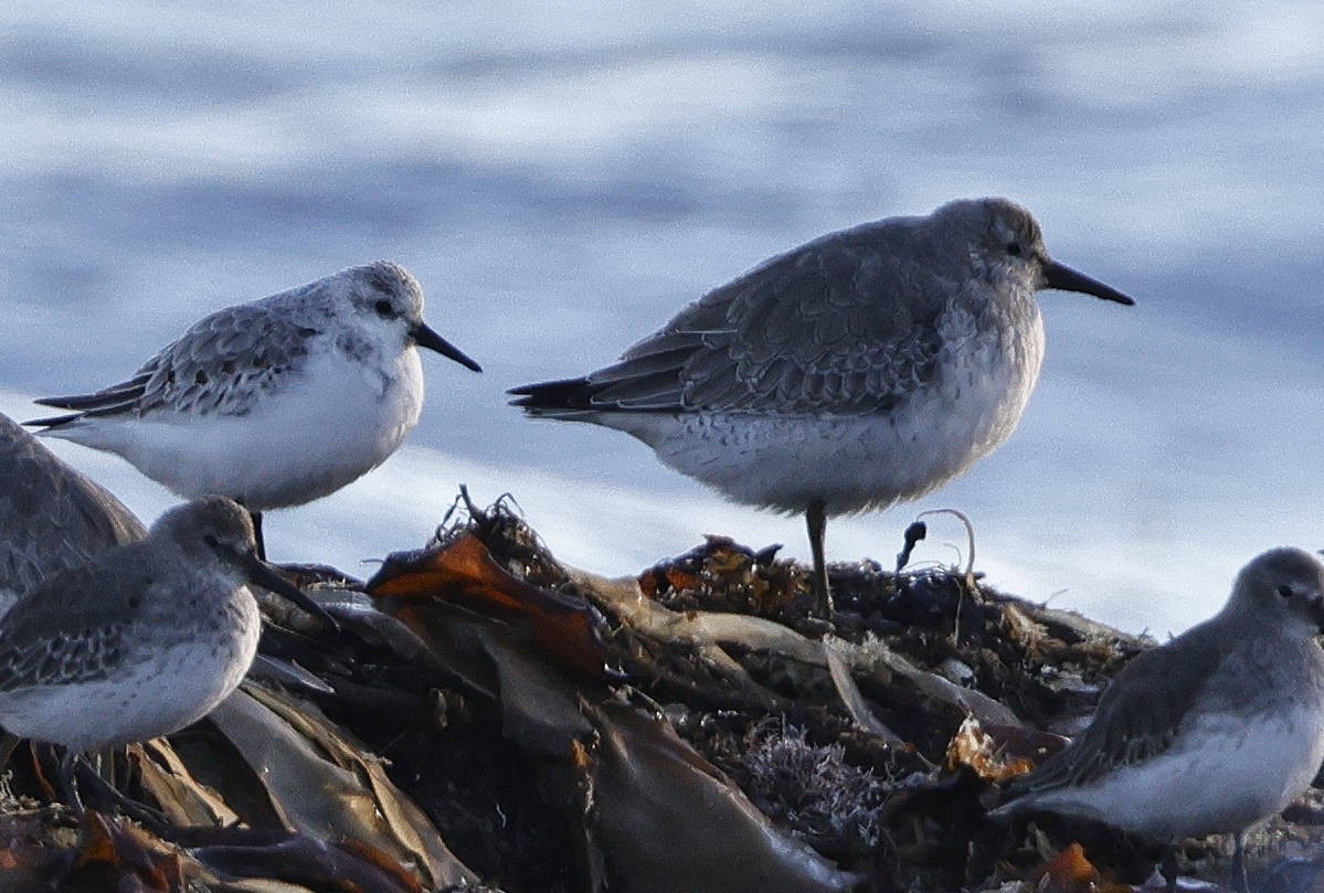 Red Knot - ML610837691