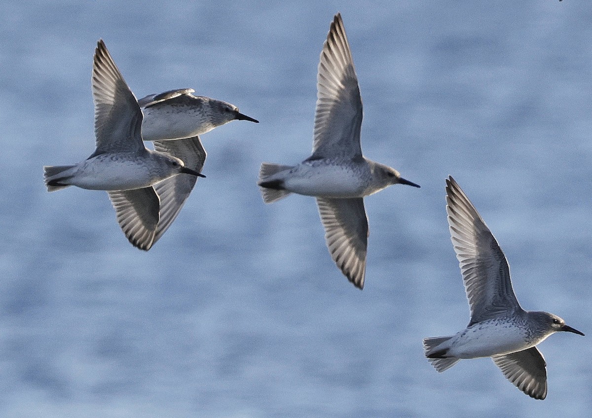 Red Knot - ML610837692