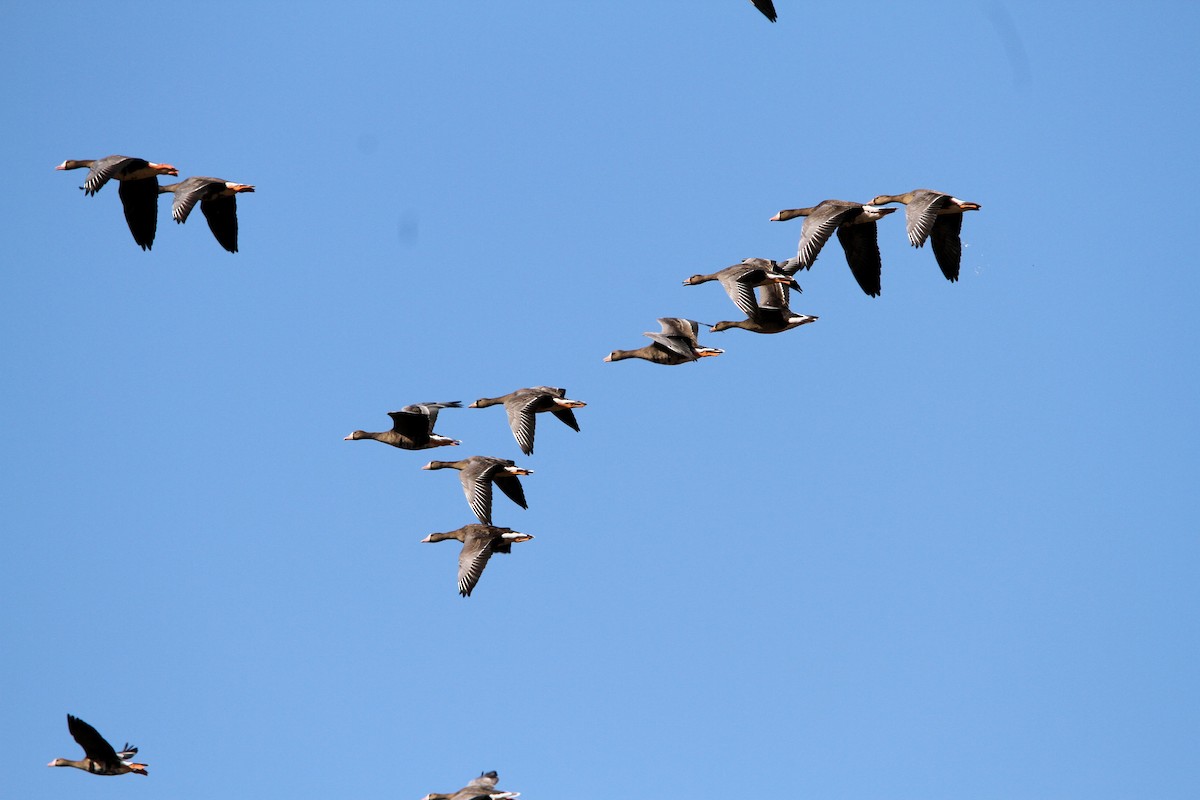 Greater White-fronted Goose - ML610837783