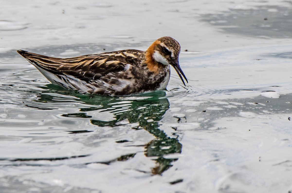 svømmesnipe - ML610837784