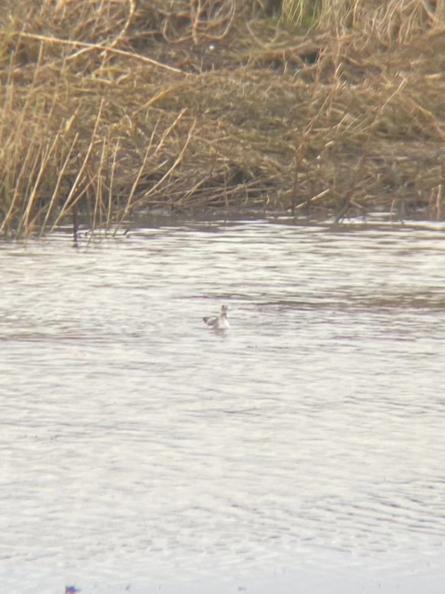 Red-necked Phalarope - ML610837878