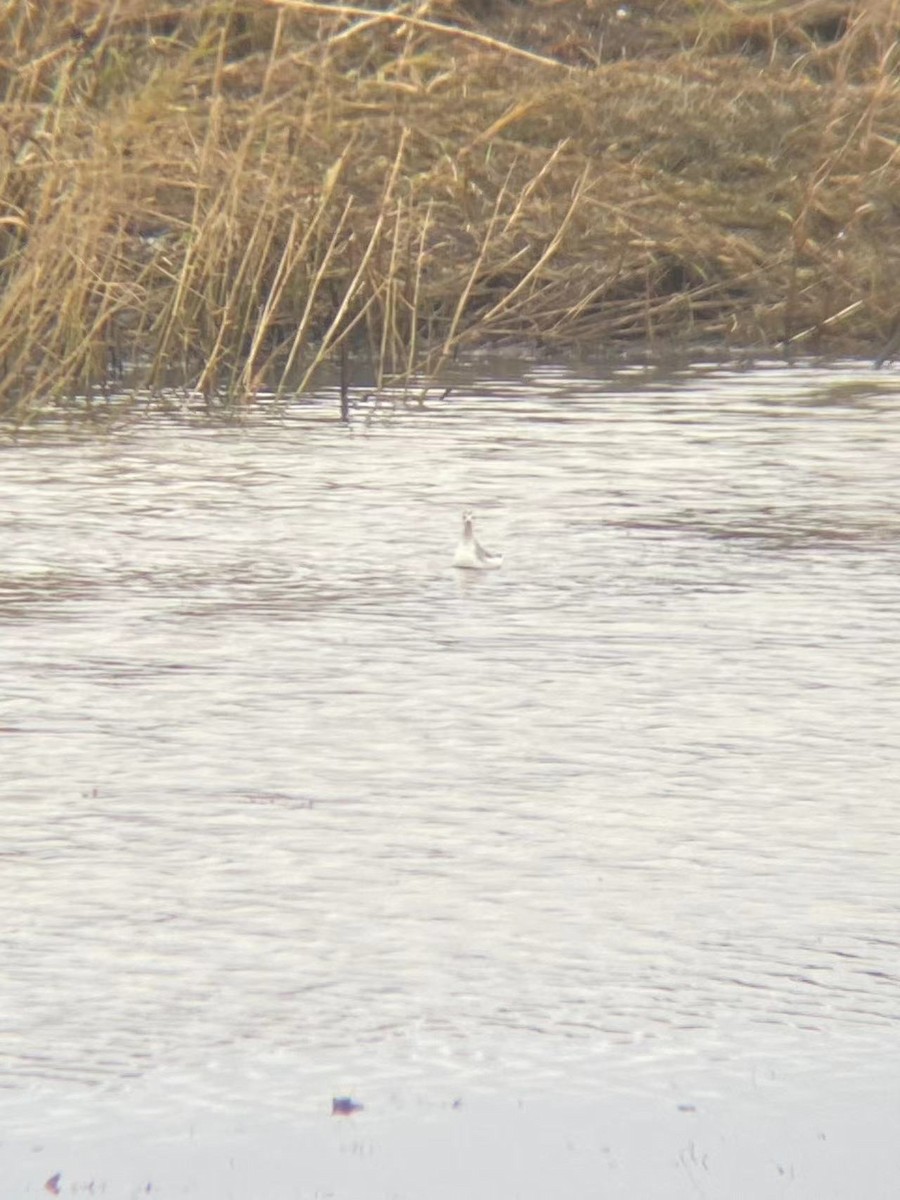 Red-necked Phalarope - ML610837879