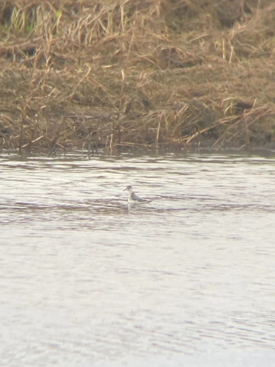 Red-necked Phalarope - ML610837880