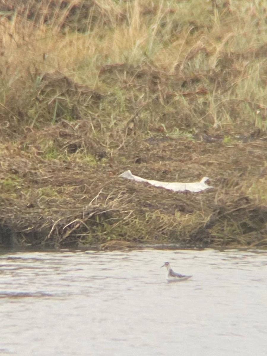 Red-necked Phalarope - ML610837881