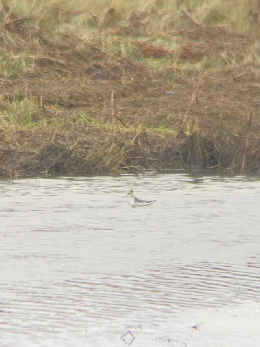 Red-necked Phalarope - ML610837882