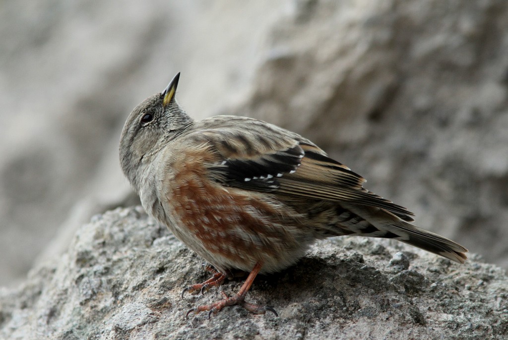 Alpine Accentor - Johannes Jansen