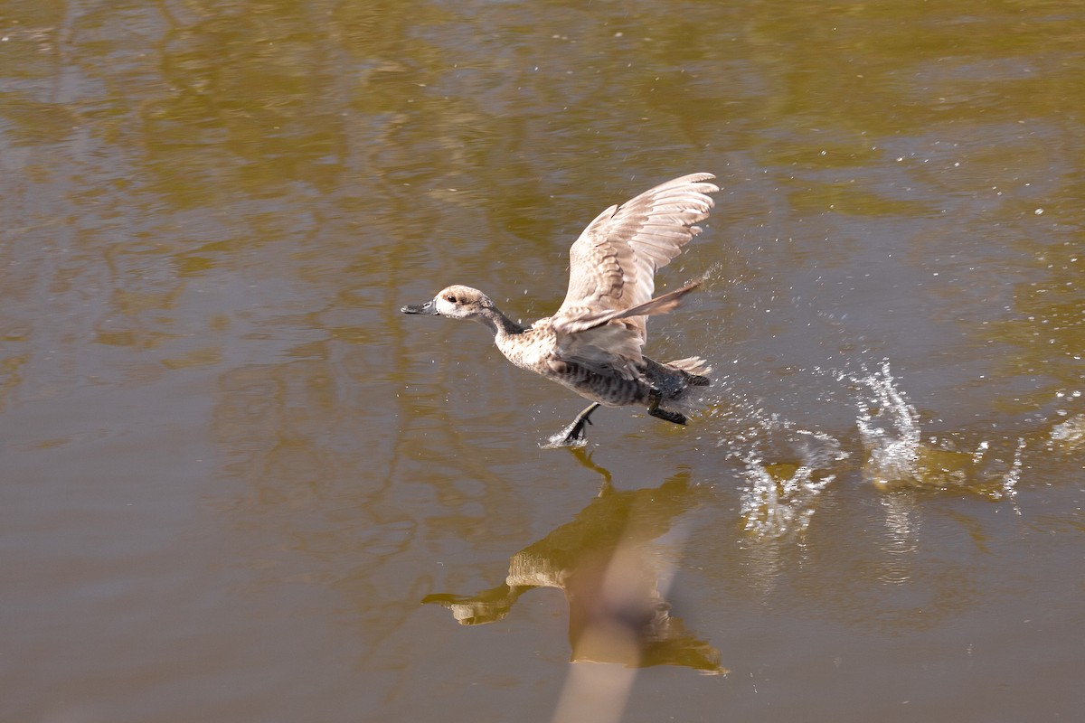 Marbled Duck - ML610837936