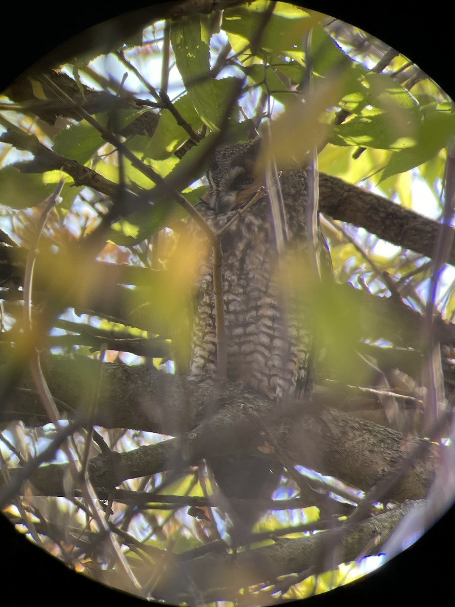 Long-eared Owl - Whitney Yoerger