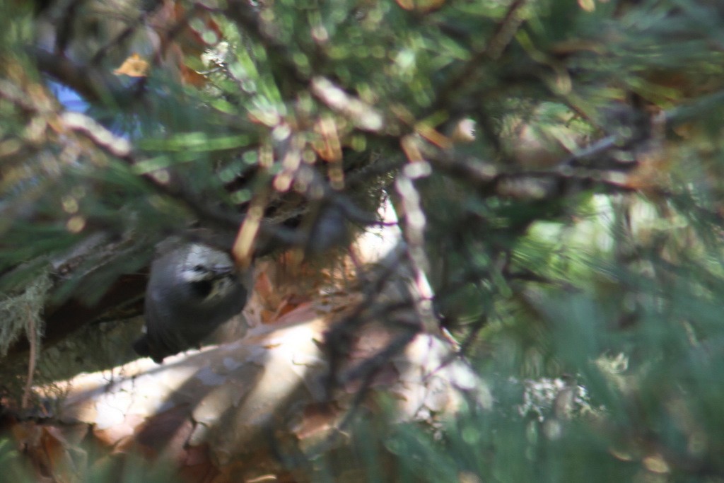 Krüper's Nuthatch - ML610838084