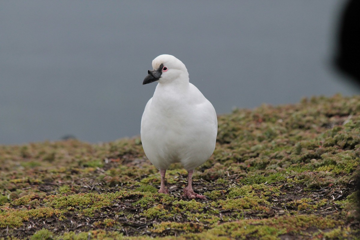 Black-faced Sheathbill - ML610838105