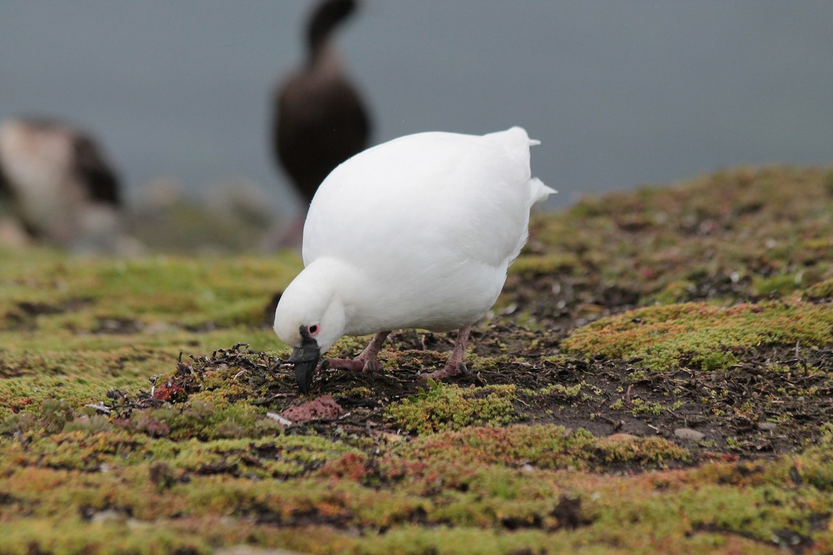 Black-faced Sheathbill - ML610838106