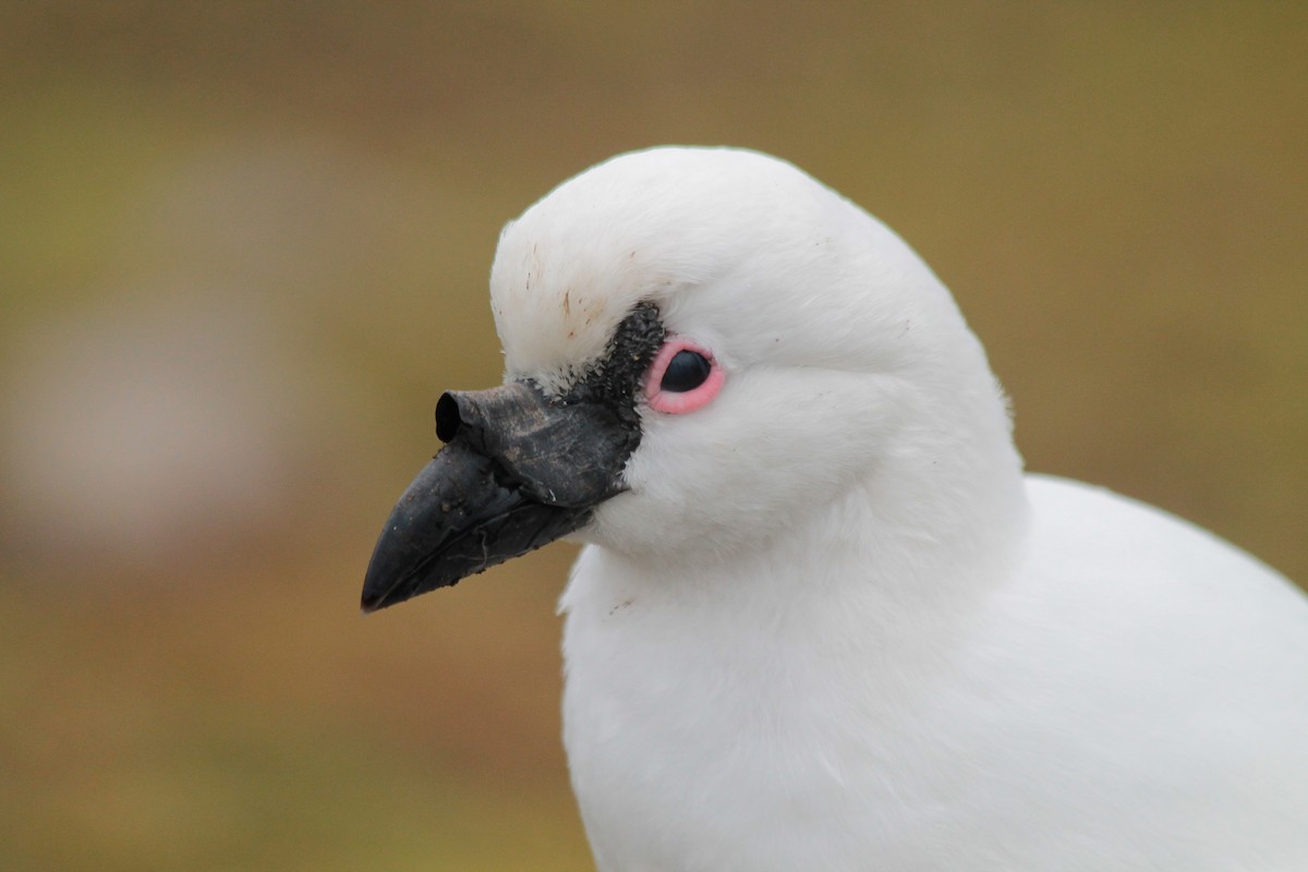 Black-faced Sheathbill - ML610838107