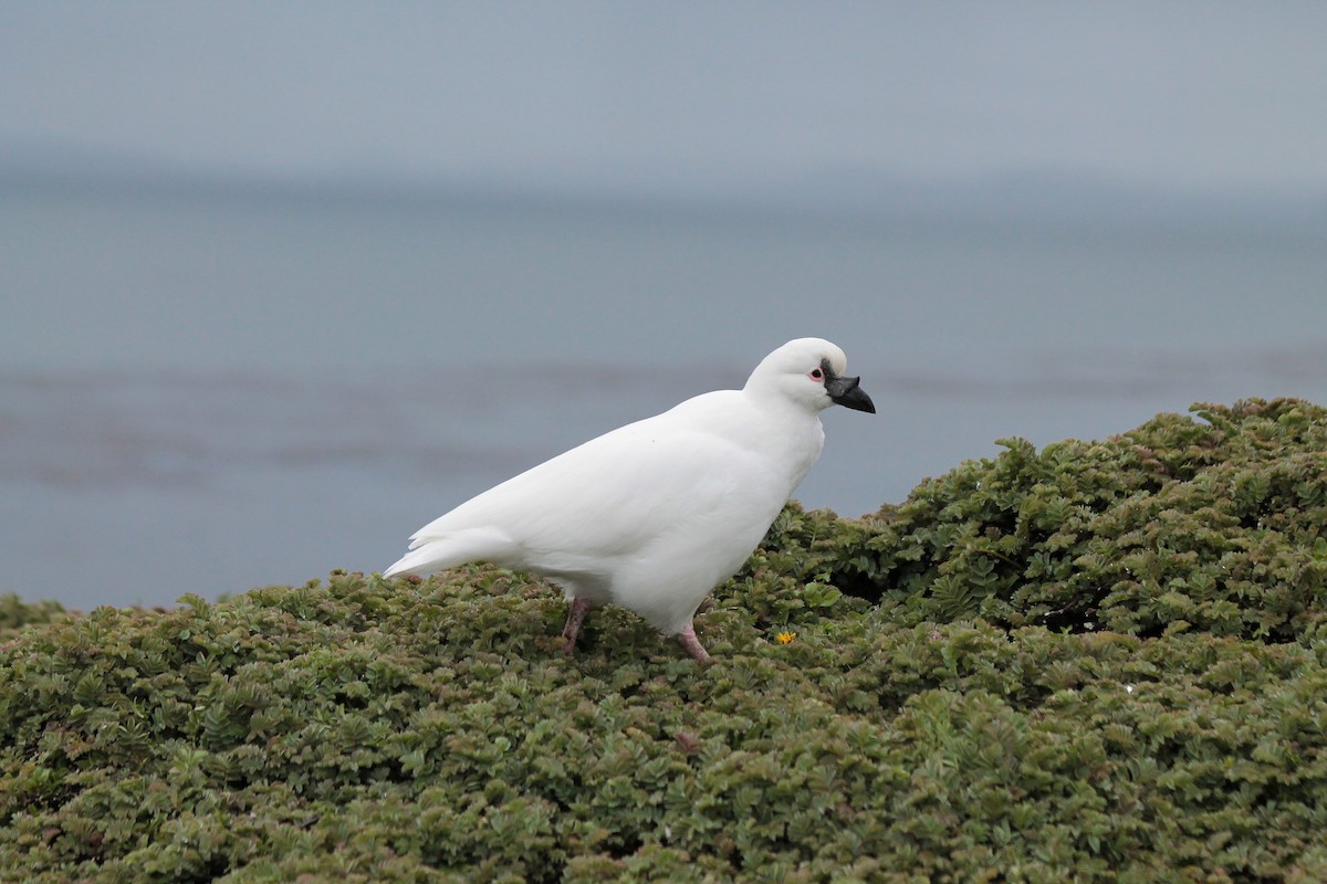 Black-faced Sheathbill - ML610838108