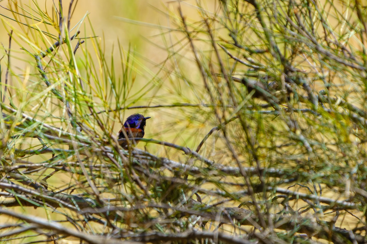 Purple-backed Fairywren - ML610838126