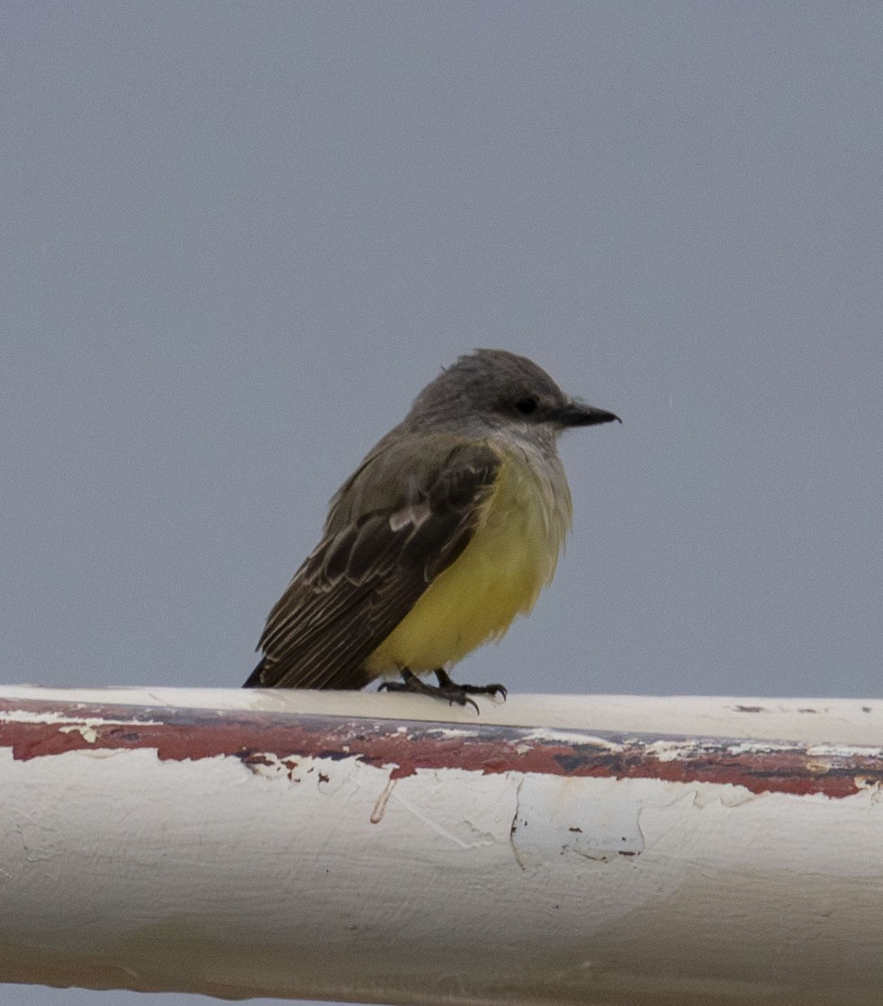 Western Kingbird - ML610838148