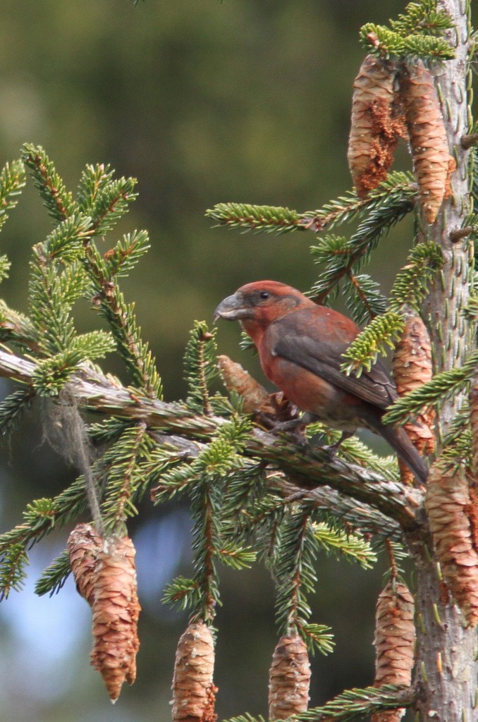 Bec-croisé des sapins - ML610838176