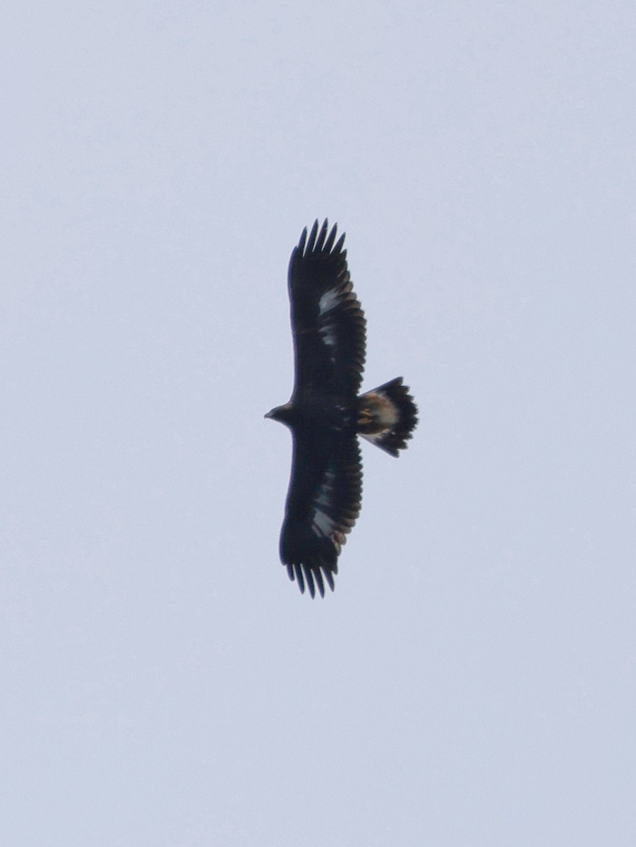 Golden Eagle - Denis Tétreault