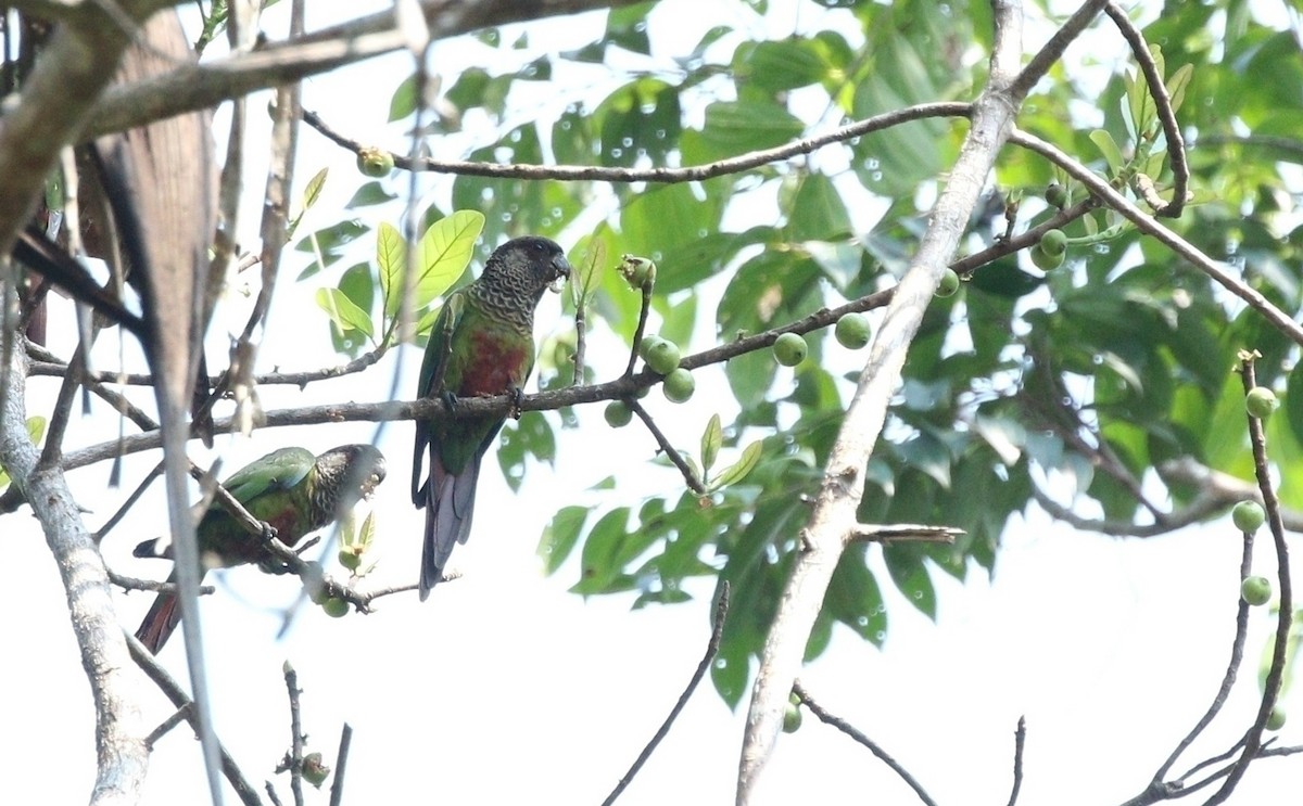 Conure de Bonaparte - ML610838384